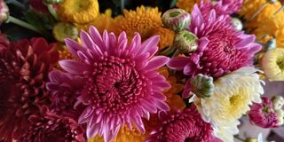 Algernon's Flower Shop
